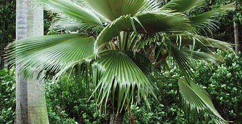 PRITCHARDIA MARTII HAWAIIAN FAN PALM