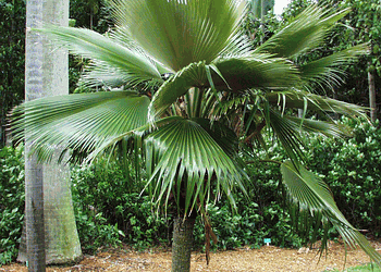 PRITCHARDIA MARTII HAWAIIAN FAN PALM