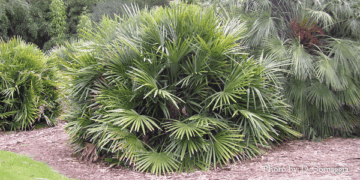 RHAPIDOPHYLLUM HYSTRIX THE NEEDLE PALM