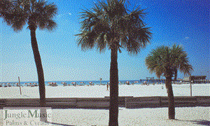 SABAL PALMETTO THE PALMETTO PALM