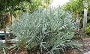 SERENOA REPENS SOUGHT AFTER BLUE FORM