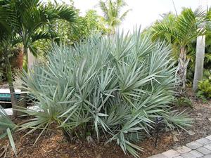 SERENOA REPENS SOUGHT AFTER BLUE FORM