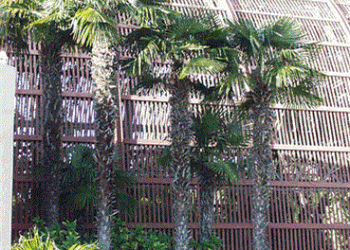 TRACHYCARPUS FORTUNEI THE WINDMILL PALM