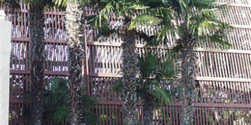 TRACHYCARPUS FORTUNEI THE WINDMILL PALM