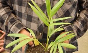 ACTINOKENTIA DIVARICATA THE MINIATURE FLAME THROWER PALM