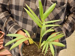 ACTINOKENTIA DIVARICATA THE MINIATURE FLAME THROWER PALM