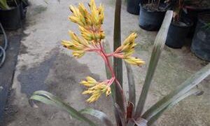 AECHMEA SPECIES BRANCHING YELLOW BLOSSOM