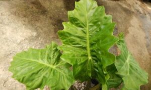 ALOCASIA LOW RIDER TRUE DWARF GREEN HYBRID
