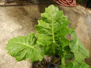 ALOCASIA LOW RIDER TRUE DWARF GREEN HYBRID