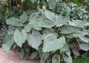 ALOCASIA WENTII SEMI-DWARF TROPICAL ELEPHANT EAR PLANT