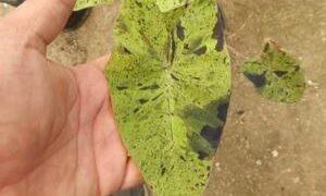 COLOCASIA ESCULENTE “MOJITO” GREEN ELEPHANT EAR PLANT WITH SPLOTCHES OF BLACK ON THE LEAVES
