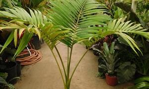 ARCHONTOPHOENIX BEATRICAE