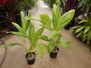 ARCHONTOPHOENIX PURPUREA THE PURPLE CROWN SHAFT KING PALM