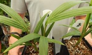KING PALM ARCHONTOPHOENIX CUNNINGHAMIANA