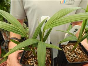 KING PALM ARCHONTOPHOENIX CUNNINGHAMIANA