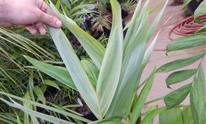 ARCHONTOPHOENIX MAXIMA LARGEST OF THE KING PALMS