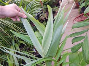 ARCHONTOPHOENIX MAXIMA LARGEST OF THE KING PALMS