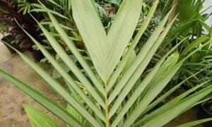 ARCHONTOPHOENIX PURPUREA THE PURPLE CROWN SHAFT KING PALM
