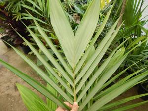 ARCHONTOPHOENIX PURPUREA THE PURPLE CROWN SHAFT KING PALM