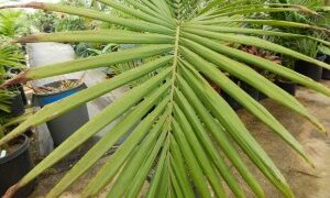 ARCHONTOPHOENIX “TERACARPA” THE BEST KING PALM EVER! DIFFERENT THAN REGULAR KING PALM SHOWN ABOVE