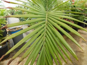 ARCHONTOPHOENIX “TERACARPA” THE BEST KING PALM EVER! DIFFERENT THAN REGULAR KING PALM SHOWN ABOVE