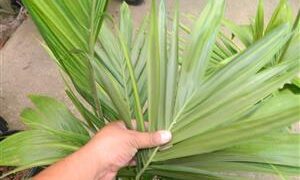 ARCHONTOPHOENIX “TERACARPA”