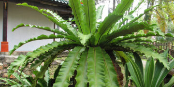 BIRDSNEST FERN – ASPLENIUM NIDUS EXOTIC UNDERSTORY FERN