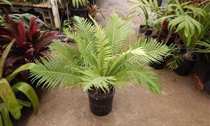 BLECHNUM GIBBUM FERN “MINIATURE TREE FERN”