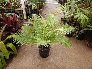 BLECHNUM GIBBUM FERN “MINIATURE TREE FERN”