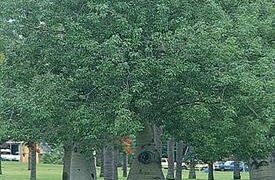 BRACHYCHITON RUPESTRIS INTERESTING THICK TRUNK TROPICAL TREE