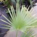 BRAHEA NITIDA FLAT GREEN LEAF – NATIVE TO MEXICO