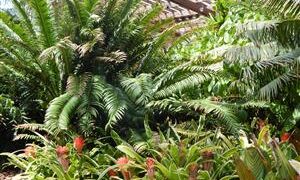 TRICOLOR NEOROGELIA BROMELIAD GREEN, WHITE AND PINK