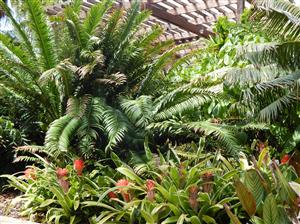 TRICOLOR NEOROGELIA BROMELIAD GREEN, WHITE AND PINK