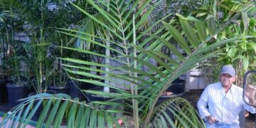 BURRETIOKENTIA HAPALA A GREAT NEW CALEDONIAN PALM FOR SOUTHERN CALIFORNIA