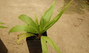 BURRETIOKENTIA HAPALA AN EXOTIC NEW CALEDONIAN PALM FOR SOUTHERN CALIFORNIA