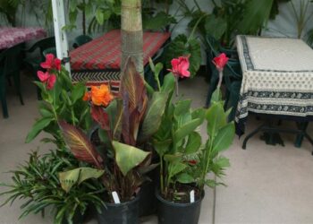 CANNA LILY AMBASSAOR