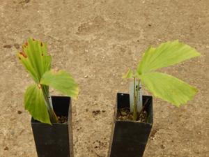 CARYOTA URENS THE GIANT MOUNTAIN FISHTAIL