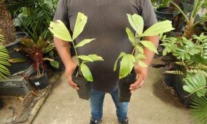 CARYOTA URENS THE GIANT MOUNTAIN FISHTAIL