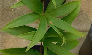 CERATOZAMIA HILDAE DWARF FILTERED LIGHT CYCAD