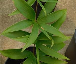 CERATOZAMIA HILDAE DWARF FILTERED LIGHT CYCAD
