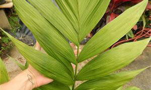 CHAMAEDOREA ARENBERGIANA SINGLE TRUNK UNDERSTORY PALM WITH WIDE LEAFLETS