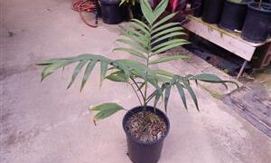 CHAMAEDOREA COSTARICANA ONE OF THE BEST BAMBOO PALMS