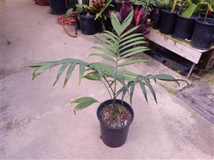 CHAMAEDOREA COSTARICANA ONE OF THE BEST BAMBOO PALMS