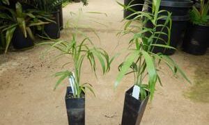 CHAMAEDOREA GLAUCIFOLIA SUPER SIMILAR TO C. PLUMOSA