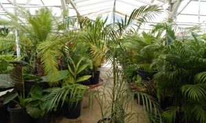 CHAMAEDOREA HOOPERIANA BAMBOO PALM THAT IS TALL AND FULL