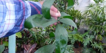 CHAMAEDOREA KLOTZSCHIANA RARE UNDERSTORY PALM – GROUPED LEAFLETS