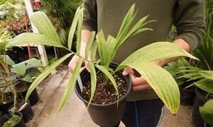 CHAMAEDOREA OREOPHILA RARE SINGLE TRUNK PALM