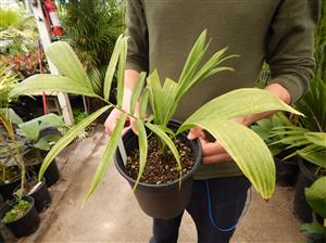 CHAMAEDOREA OREOPHILA RARE SINGLE TRUNK PALM