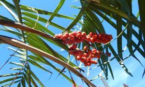 CHAMAEDOREA RADICALIS TRUNKING FORM