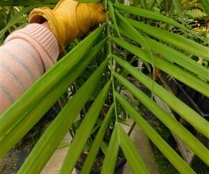 CHAMAEDOREA SEIFRITZII THE MOST CLASSIC OF THE BAMBOO PALMS
